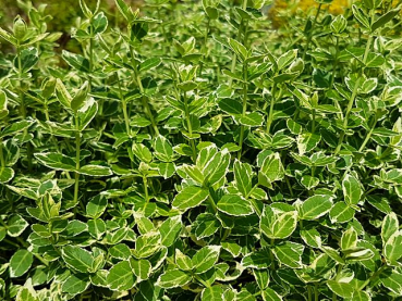 Euonymus fortunei "Emerald Gaiety" - (Weißbunte Kriechspindel),